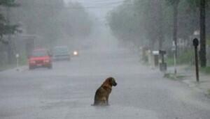 _Paisajes_'s tweet photo. Nunca abandones a un perro; el amor de ellos es tan grande que siempre pensarán que tú regresarás. http://t.co/3O6d48PIec