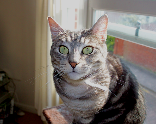 gem_rc's tweet photo. @topshop Please pick Roxy for your #TopPets comp! It would really fix her confidence issues. xoxo http://t.co/mUmNEAjxz1