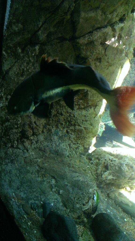 Taylor_Miller35's tweet photo. This a big ole catfish http://t.co/74AhLNZMf3