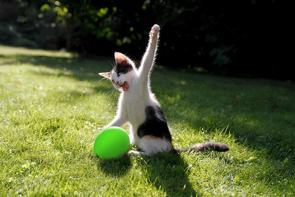 EmmaStoya's tweet photo. @DaNiggaBiebs That's the spirit! Here, have a kitty. #BelieberSupport http://t.co/Zd86YnZ63d