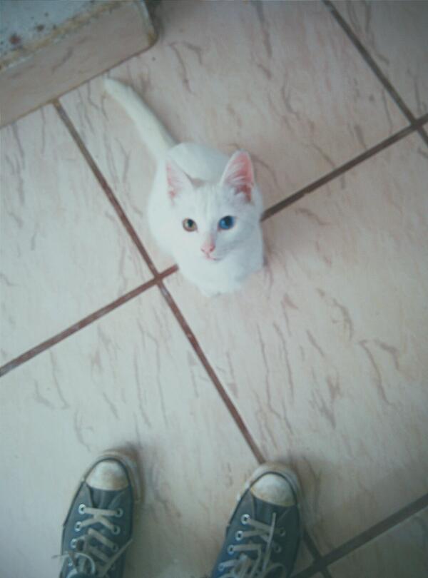_spideyboy's tweet photo. We're gonna take over the world. #pinky #heterochromia http://t.co/7en5TNsnBY