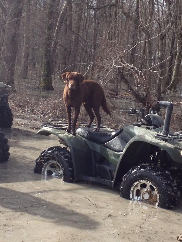 ddc128's tweet photo. Been a good year with my hunting buddy. Hate to see it end http://t.co/VJ0KHu8DKZ