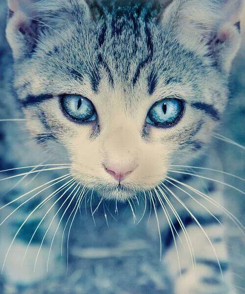 StumblerVideos's tweet photo. This cat has better eyes than me 💙 http://t.co/NZ3GVY0AML
