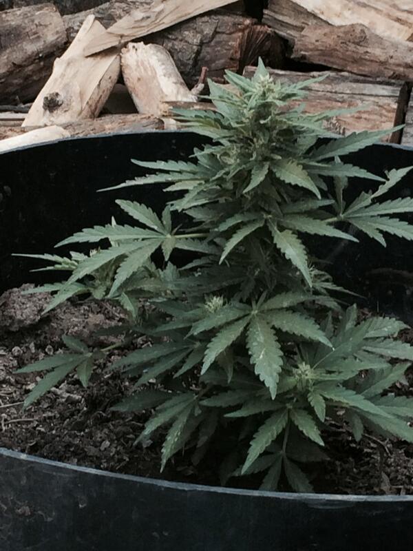 nachoandresm's tweet image. Uyuyuuui #bigdevil 
@antooovargas