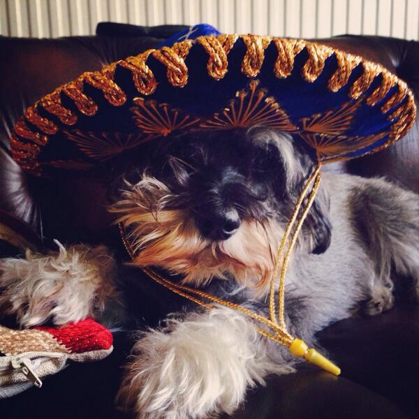 Emily_Grace92's tweet photo. I would buy socks with this well travelled doggy on... #TopPets @Topshop http://t.co/By2QiJg2Mr