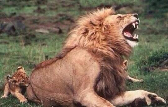 IncroyablePics's tweet photo. Les lions font semblant d’être blessés par les morsures de leurs lionceaux pour les encourager.. http://t.co/K0bOGTlWrb
