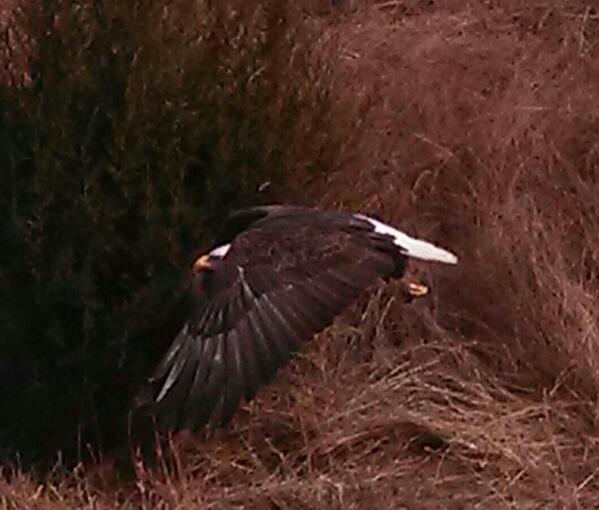 OzarksHunter's tweet image. Seeing a bald eagle take flight will make you remember God&apos;s perfection AND a free country. #RememberWhatMatters