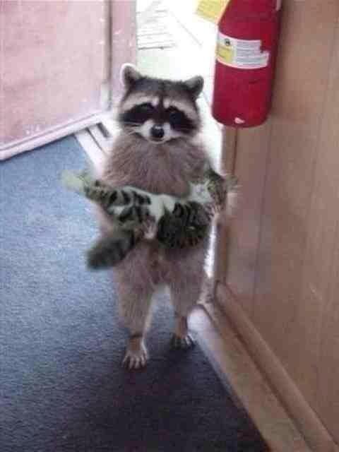 Meanwhile, at the animal rescue...