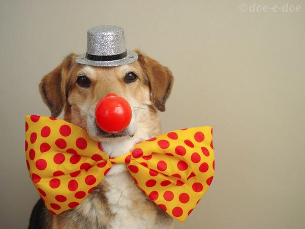 ClownPix's tweet photo. Barky the Clown, the first dog to break the glass ceiling of Clown College http://t.co/NGegDW5ztz