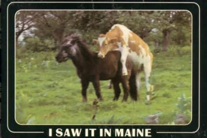 Спаривание коровы и лошади