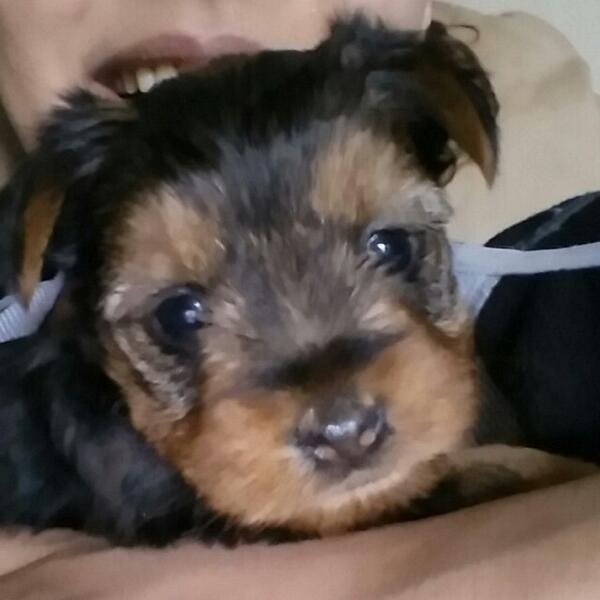 torydearest_'s tweet image. Buttercup, Alaia, or Céline? #ineednames