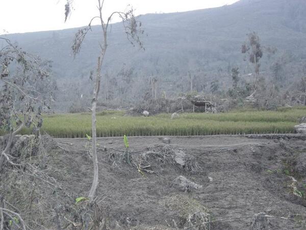 Hanya padi yang tetap menghijau....#Sinabung, Kutagugung (26/1) | Foto: Tarigans VarJonathan