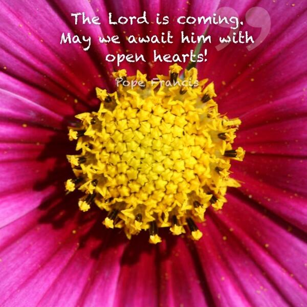 PopeDaily's tweet image. The Lord is coming. May we await him with open hearts! @Pontifex #quote Photo @PinkSherbetPics