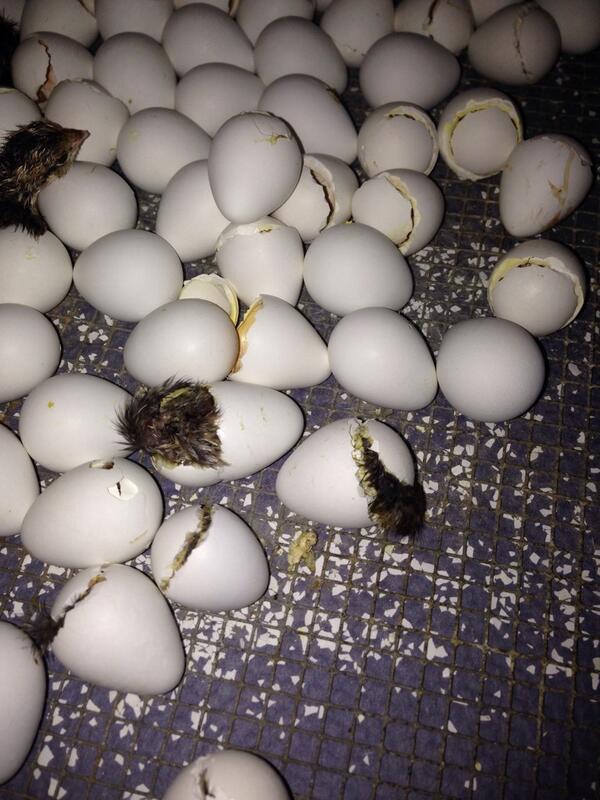 Hatching our first batch of bobwhites