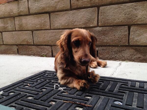 jacobjahn's tweet photo. Fools such a poser... Chewing a stick? Come on. That's what fake dogs do like Clifford or benji http://t.co/v4a83eSv8k