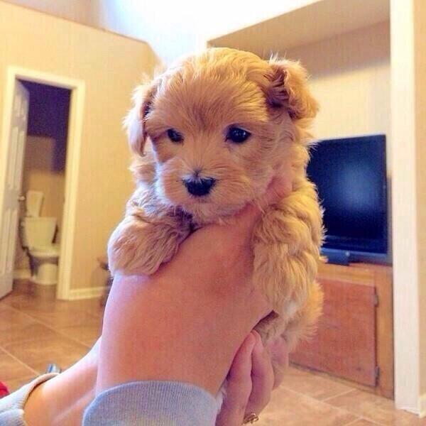 PrincessECU's tweet image. Can I have it?