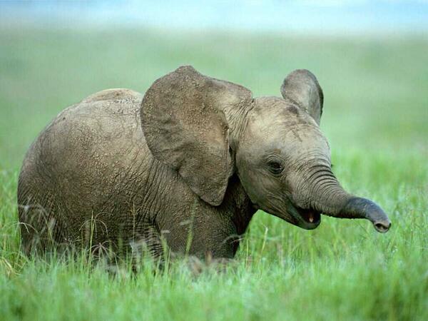 Baby Elephant 😍