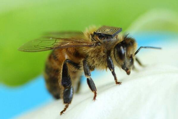 abcnews's tweet image. In case you missed it: Scientists glue tiny sensors to bees to study their bee-haviour ab.co/LaXC6E