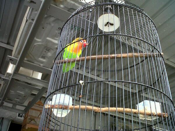 EkoApriyanto666's tweet photo. Θɪ̣̇ jual burung lakbert http://t.co/qJwDnuFXWM
