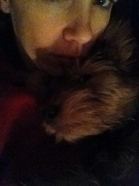 SLDarrach's tweet photo. I love my new snuggle bug. ❤️puppies. http://t.co/8sUydihvf4
