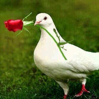 فُےـهےـِدُ (@ggffddt5) on Twitter photo 