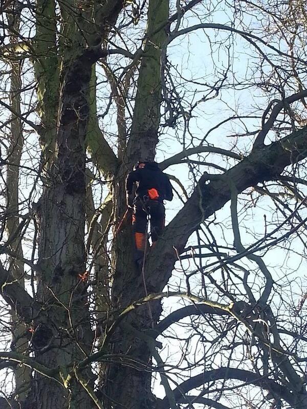 TimberTechClimb's tweet photo. #selfemployed #tree #surgeon #arboriculture http://t.co/MltRFg4Ayc
