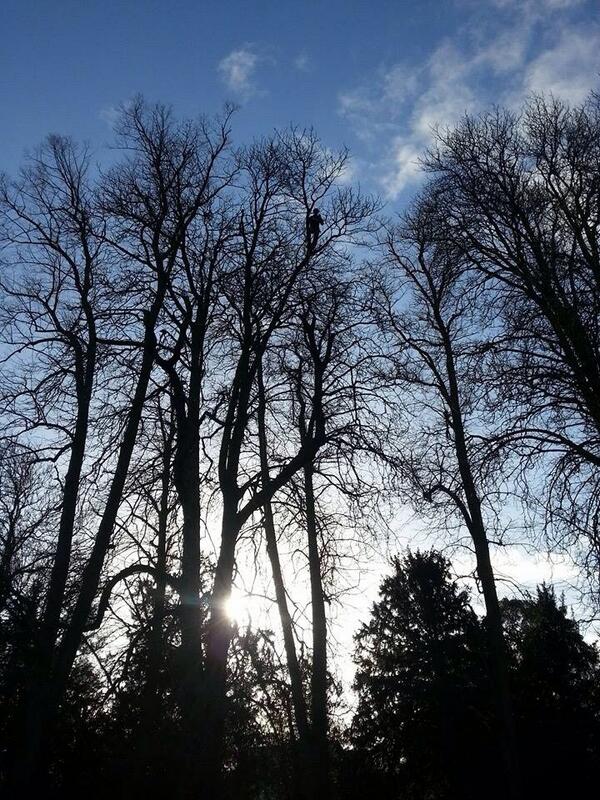 TimberTechClimb's tweet photo. Lovely photo of @JustLuke272 up a horse chestnut http://t.co/O9dx9Cmi5E