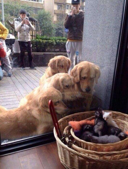 tolstov's tweet image. Мимими