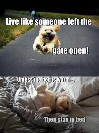 justalfie6's tweet photo. This is Alfie! 🐾 http://t.co/Lw2uauzWMX