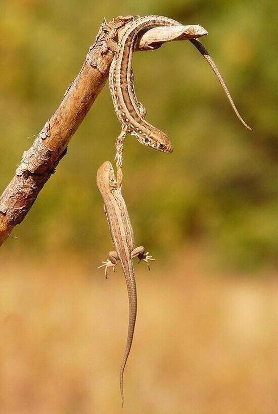 NatuPictures's tweet photo. La verdadera amistad es cuando te dan la mano cuando mas lo necesitas. http://t.co/teJV7CCYRO