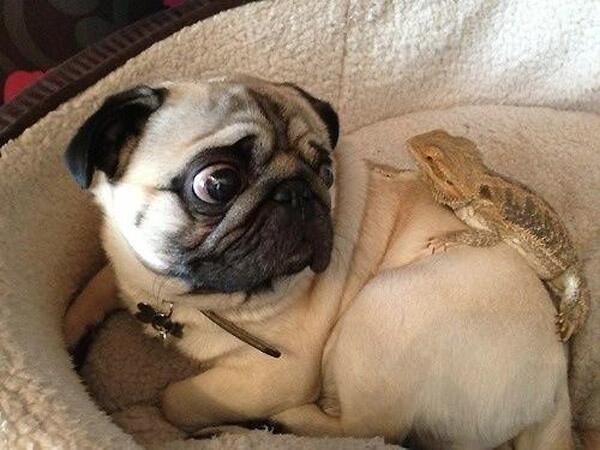 risasinmas's tweet photo. Creo que tengo un bicho encima http://t.co/9PssBxIp20 #humor http://t.co/QtSxxNEkit