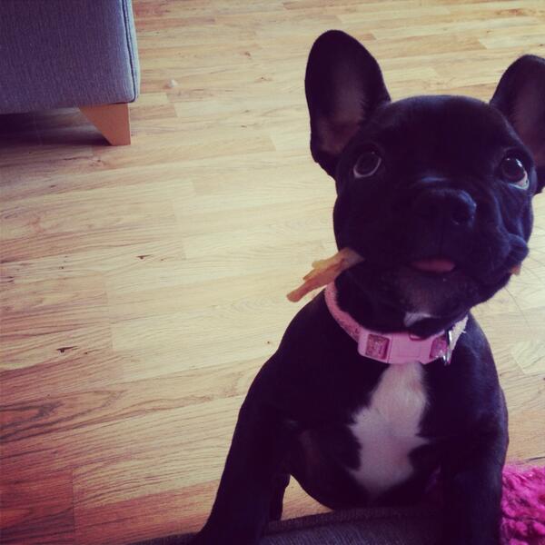 Ms_Renshaw's tweet photo. Cutest girl ever!! #frenchie http://t.co/0CzG3I2oGd