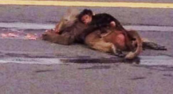 antena3com's tweet photo. La imagen de un bebé mono abrazado al cadáver de su madre arrasa en las redes http://t.co/R8jTRwHD0a http://t.co/CLXzWtGwhu