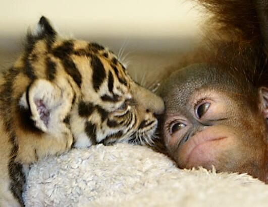 This is adorable 🙊