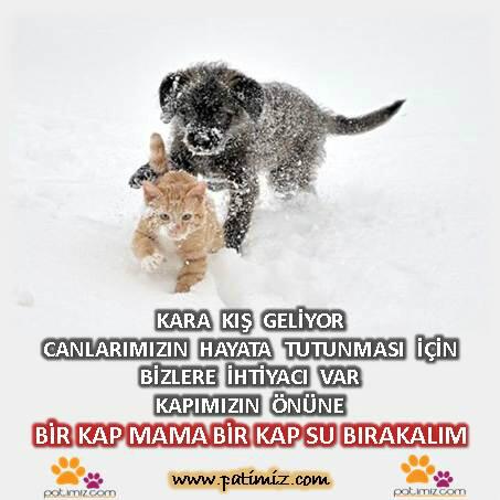 patimiz's tweet photo. canlarımızın hayata tutunması için bizlere ihtiyacı var lütfen kapımızın önüne bir kap mama bir kap su bırakalım http://t.co/S0HtBs4TYT