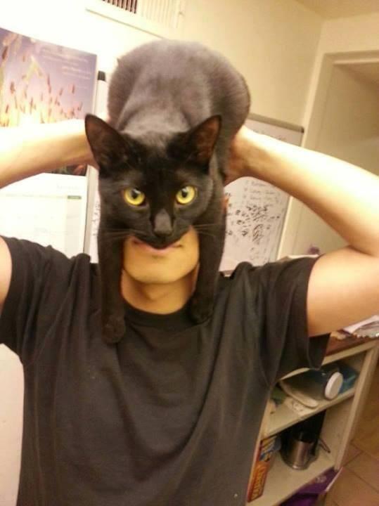 Know's tweet photo. How to look like Batman using your cat. http://t.co/IPvCjKMsxz