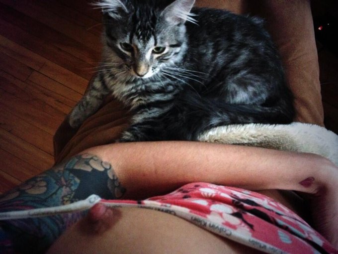A day of work on the computer with my loves :) #kitten #titties http://t.co/BTT37LWcK7<a href="/tag/titties"class="tags"><span>#titties</span></a><a href="/tag/kitten"class="tags"><span>#kitten</span></a>