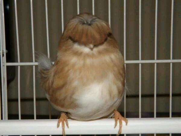 tecnobirds's tweet image. Que les parece este #canario, #glosters