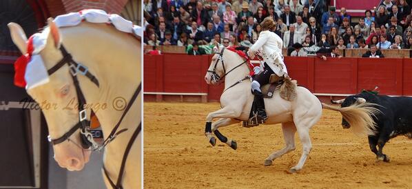 CaballosPRE's tweet photo. El caballo Sol del hierro de Peralta, antes con @ruidfernandes y @monirejoneadora pasa a la cuadra de @Leonardher10 http://t.co/3F0ZidhF1U
