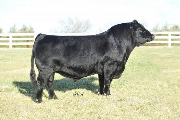 Rustic_HillsCC's tweet image. CNS PTD 200 Units of sexed semen available '14 Spring Breeding Season. Sold thru select actions only.@Rustic_HillsCC
