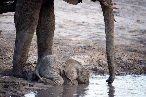 mentalexotica's tweet photo. When baby elephants are very young  they don’t yet know how to use their trunks to drink water. So they do this... http://t.co/2M0iNFWQEy