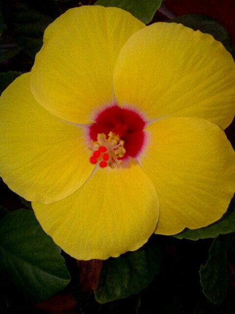 <a href="/sailorcliff/">Giselle</a> <a href="/tootlelOops/">🔥 Giselle 🌪️ ⭐</a>. This last flower of season b4 freeze came! Sorry i cannot get on Salorcliff !! Love Yall