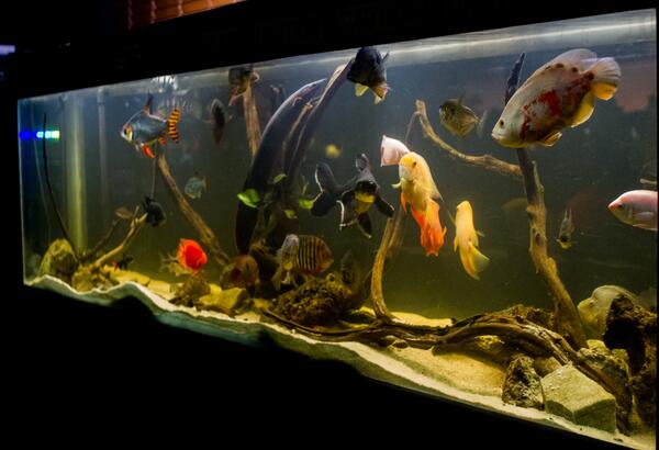 monster aquarium fish