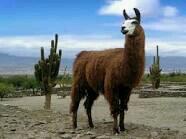 LAMA!