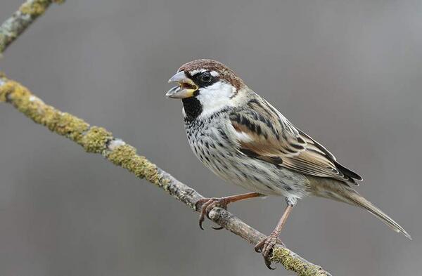 Macho de gorrión moruno (Passer hispaniolensis) Qué bonitos son #AvesdeTwitter