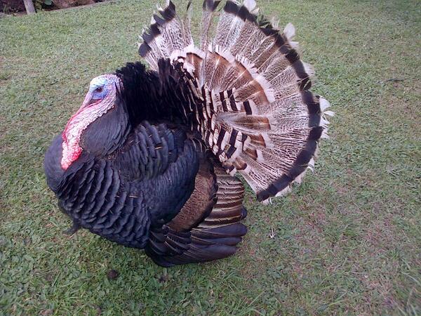fincalamascota's tweet photo. Apreciar la naturaleza http://t.co/6prD5ggVXg