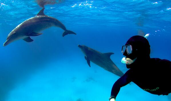 Herbert Nitsch Herbertnitsch1 Twitter