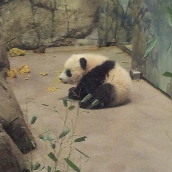 samurro's tweet photo. First row as a member @FONZNationalZoo #ZooMeet #LivingCollection #WeSaveSpecies http://t.co/ycNzK6suSU