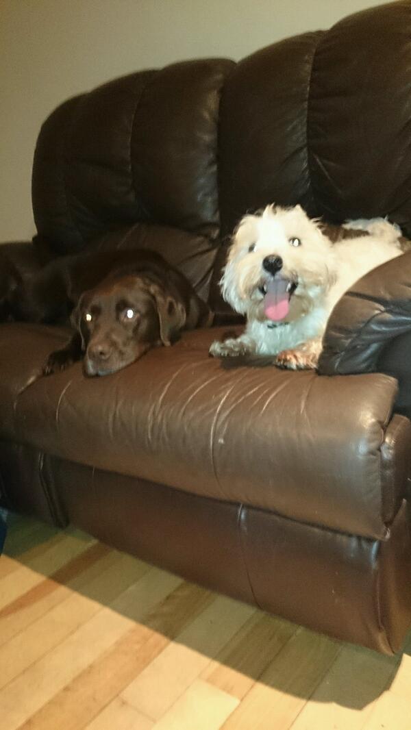 Pet Paws tweet media