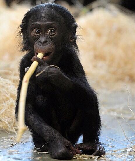 Zoo Pics (@zoopics) on Twitter photo 